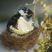 Brožka - Malé ošklivé ptáče